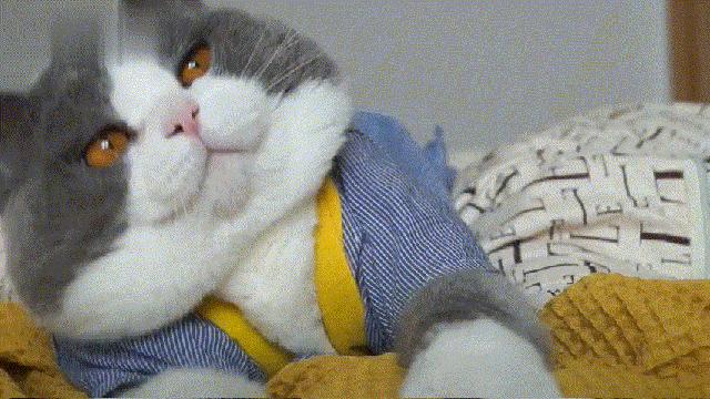 好养好看的短毛猫有哪些品种,狸花猫十种适合新手养的猫