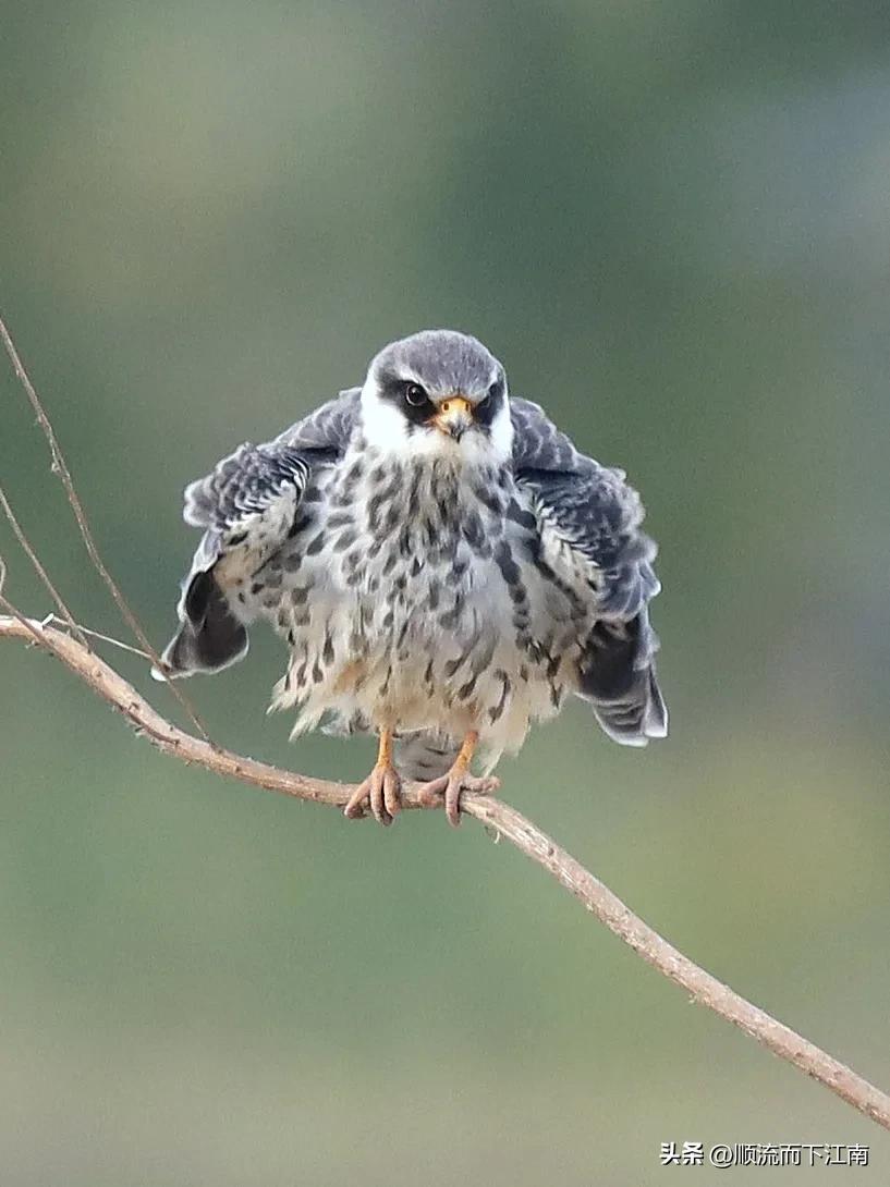 红脚隼叫声,红脚隼