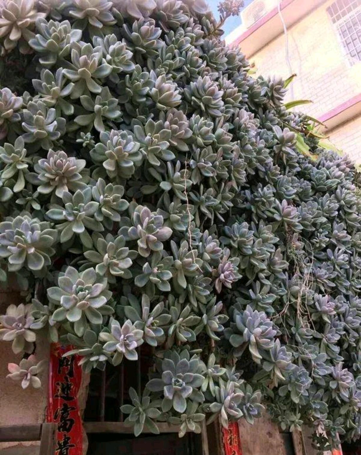 楼顶多肉的变化图,以前屋顶的多肉