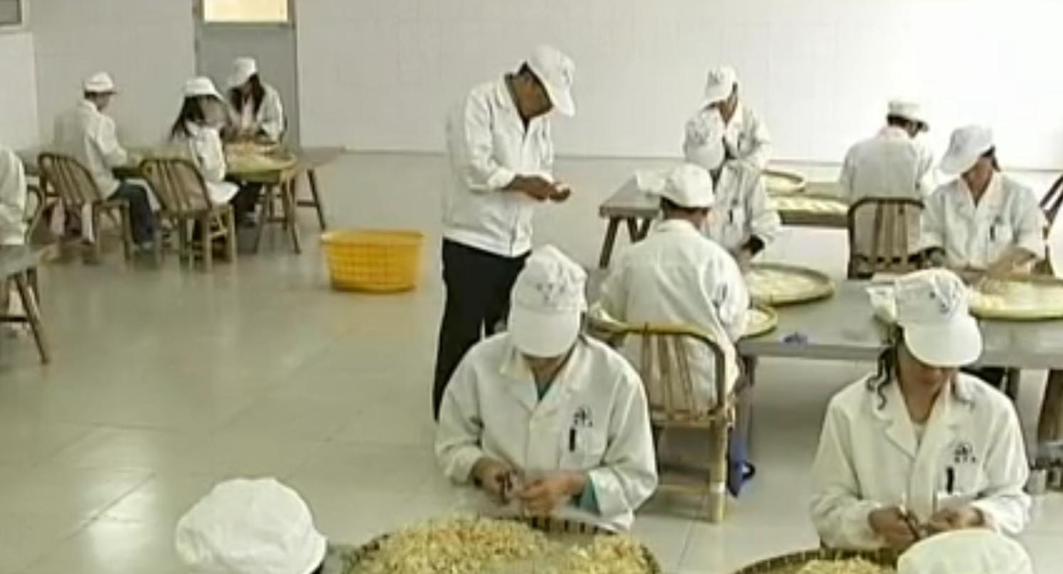 中国“鲨鱼村”的聪明商人：加工迷你“小鲨鱼”，年入3000万