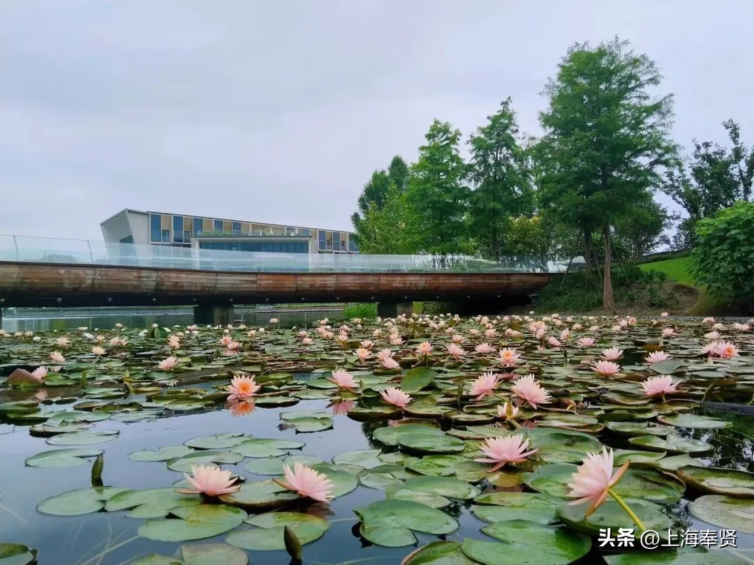 夏日赏荷好去处,奉贤哪里可以赏荷花