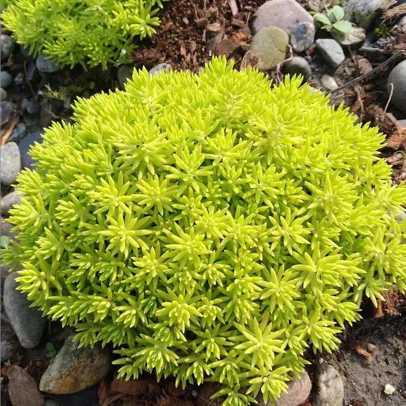 养这10种花越养家里越干净,适宜在家中养的10种花排名