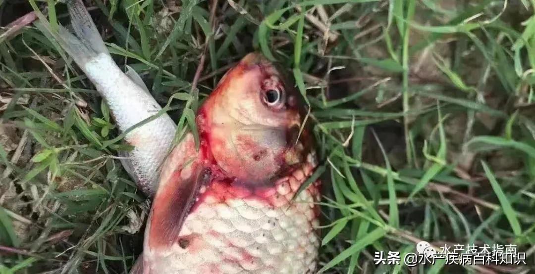 鲫鱼鳃出血病最新治疗方法,鳃出血怎么治