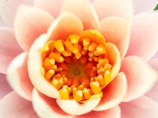 各种形态的花卉,30多种奇异的鲜花供你欣赏收藏