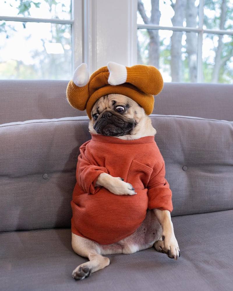 巴哥犬能不能像土狗一样养,巴哥犬养狗知识