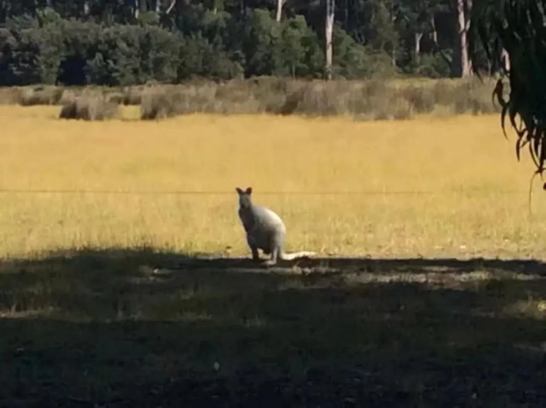 中产卖房移民做电工,北京人卖掉房子移民