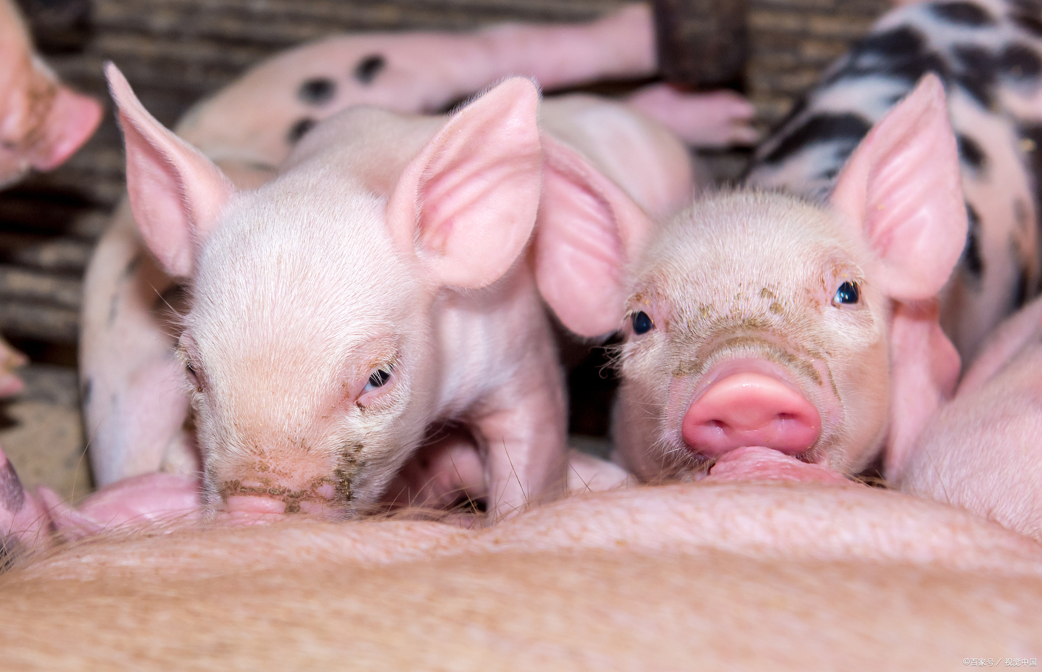 猪发烧打针反复不食,猪发烧不吃食怎么治疗