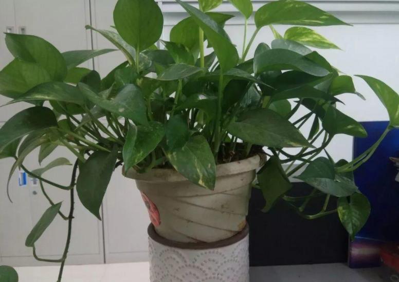 绿萝的养殖方法和注意事项详解,绿萝的养殖方法与注意事项图片