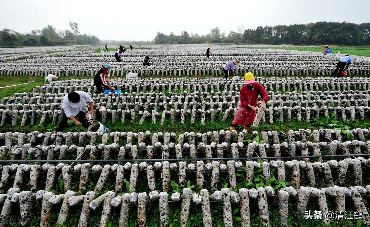 木耳病害图片及治疗方法,黑木耳烂耳怎样防治