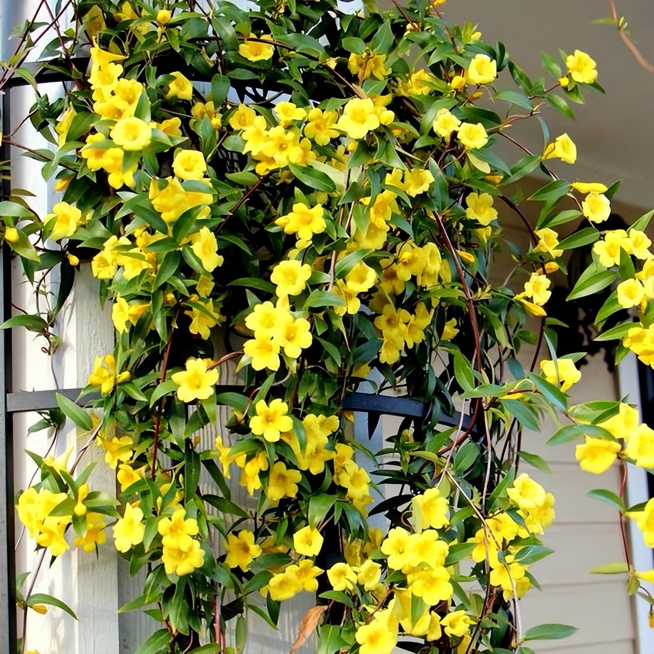 四种花只因太晦气，很少有人愿意养家里，换做是你，你会介意吗？