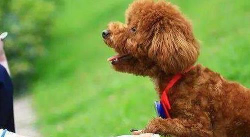 如何清理泰迪幼犬排泄腺,如何给泰迪狗清理肛腺