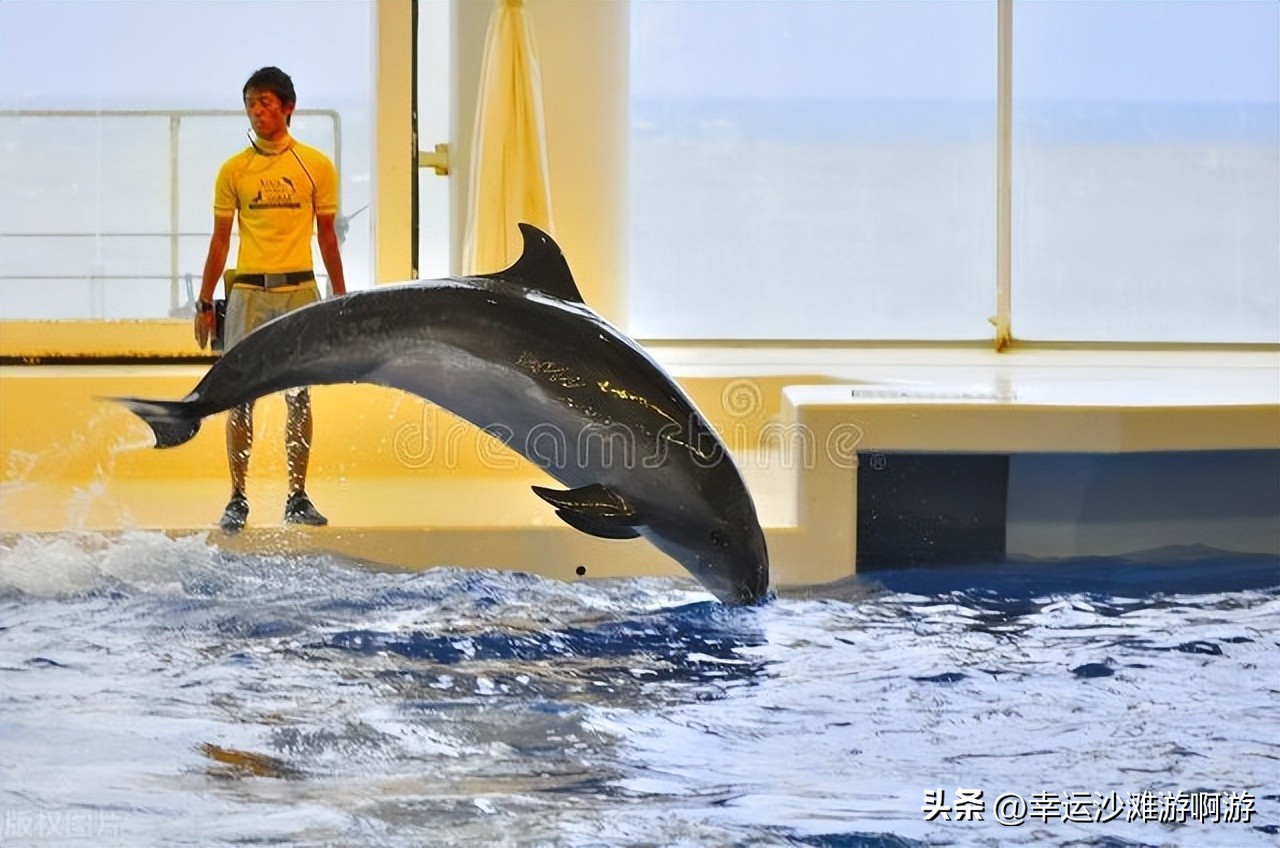 你看过海豚跃起的瞬间吗,你见过海豚湾吗