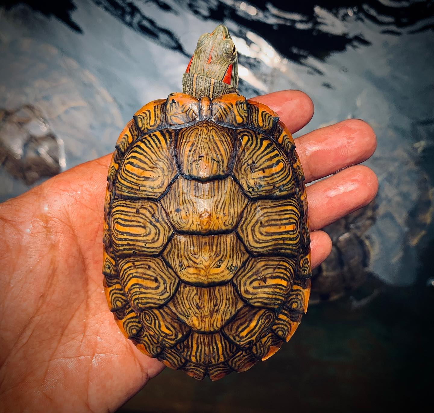 巴西龟日常食谱,秋末巴西龟吃什么