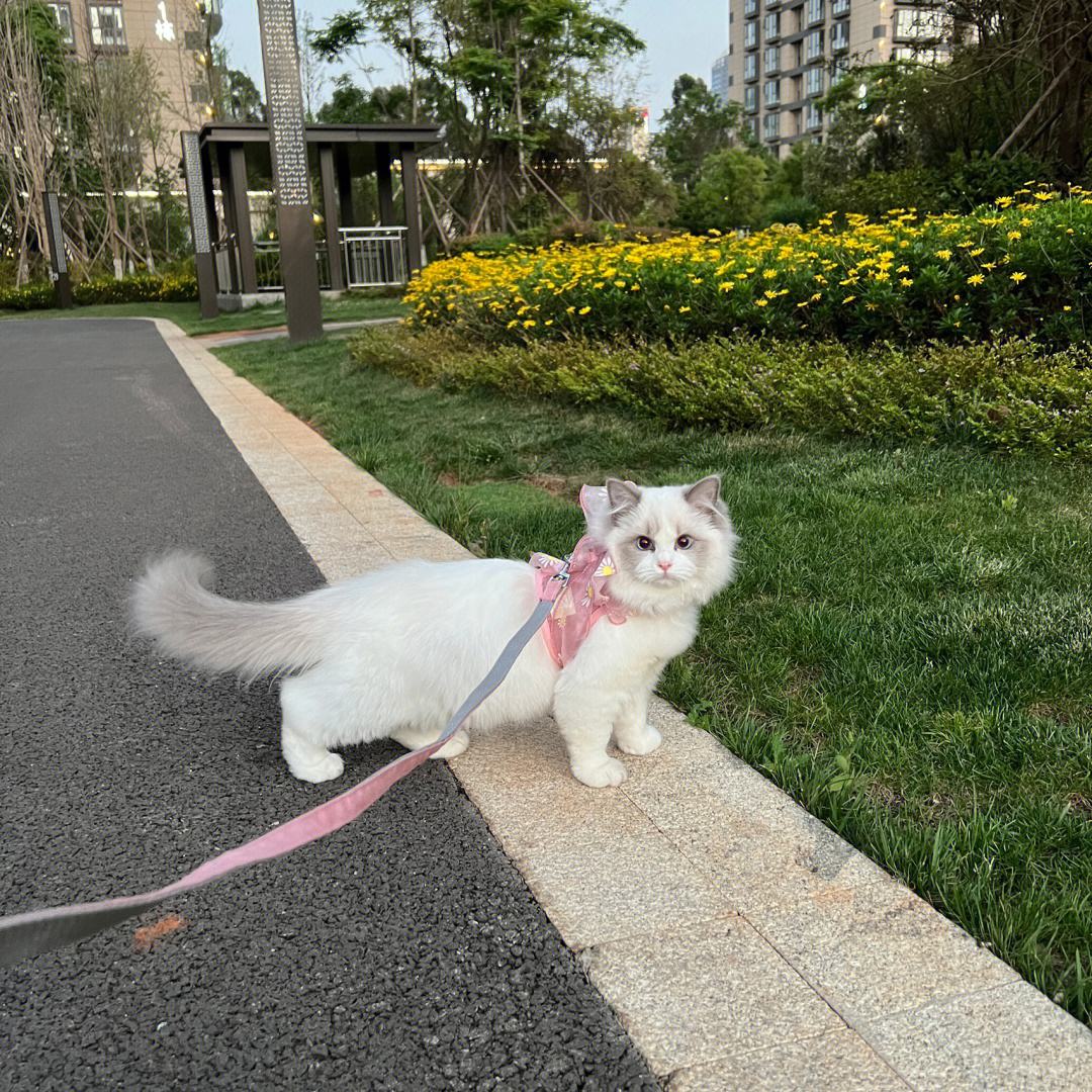 有几种行为让猫咪以为你不要它了,猫咪的这些坏习惯真的很令人头疼