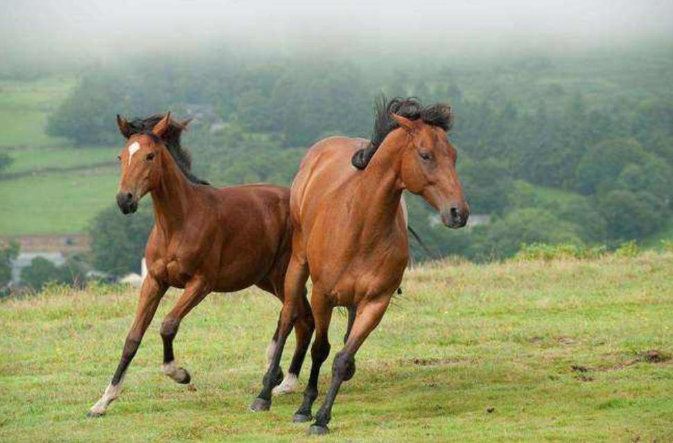 一人一匹都难管,将军见了爱不释手,二战日本战马到底有何特别?