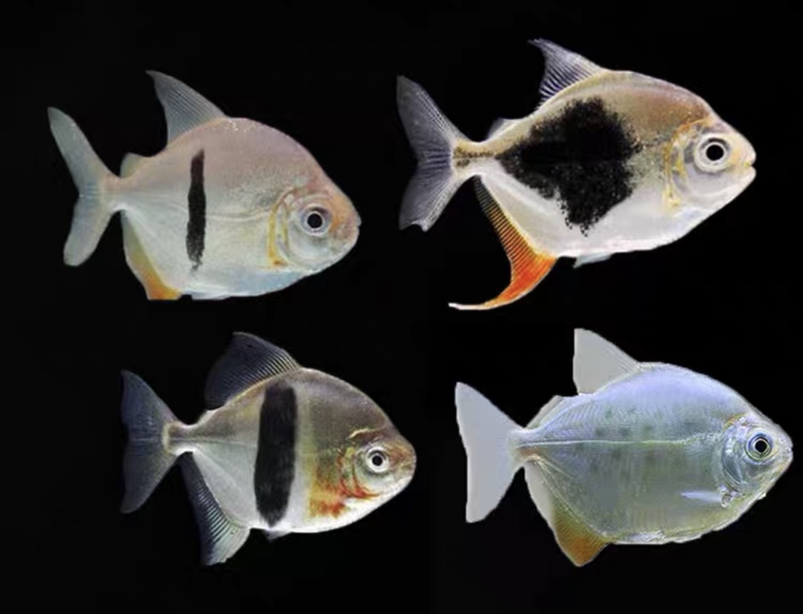 虎纹银板能和黑桃a混养么,虎纹银板鱼和黑桃a哪个好看