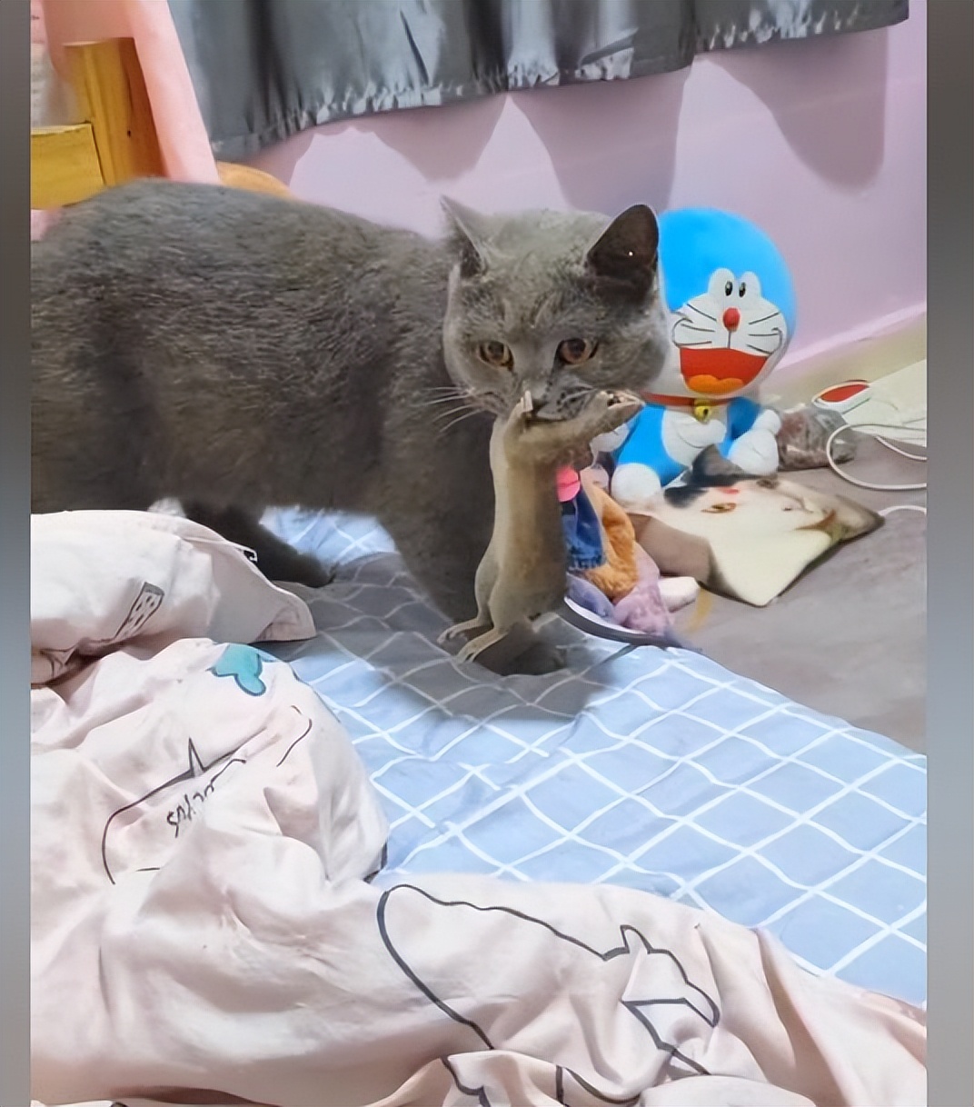 蓝猫捕猎报恩,抓了只活的硕鼠回家,网友:头一次看品种猫这么强