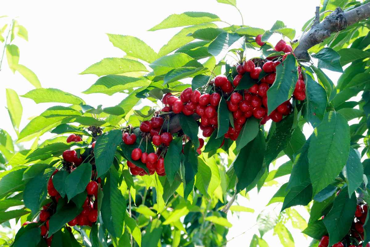 夏天吃哪些既清凉又健康水果,夏天到了这4种水果可多吃消暑