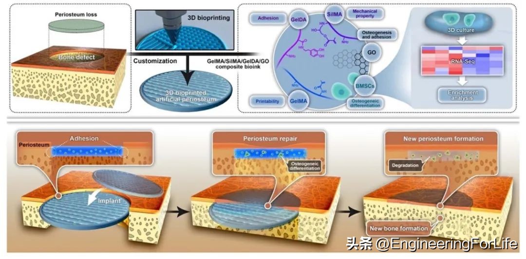 骨创面修复生物胶的功效,骨胶原修复凝胶怎么使用