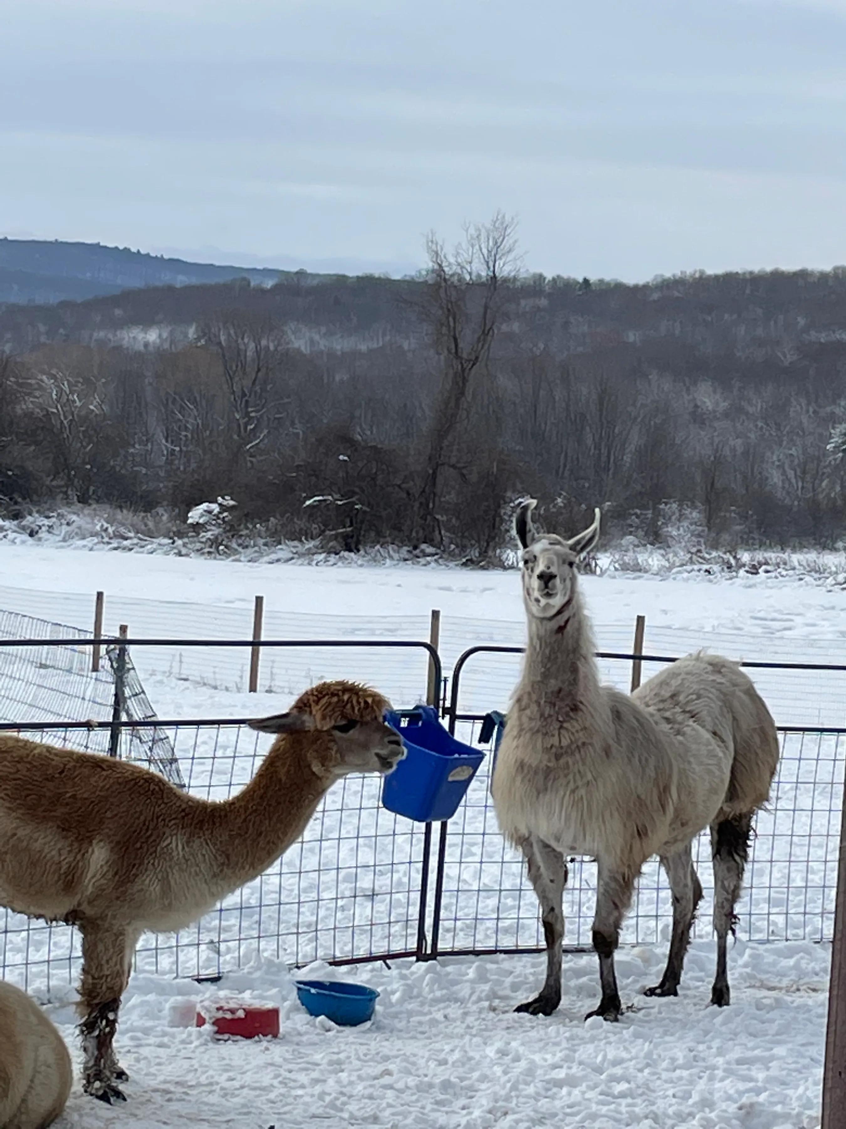 羊驼和驼羊是一个品种吗视频,羊驼和驼羊哪个是有刘海的