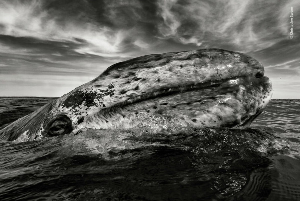 2019年最佳野生动物照片,2022年搞笑野生动物摄影作品