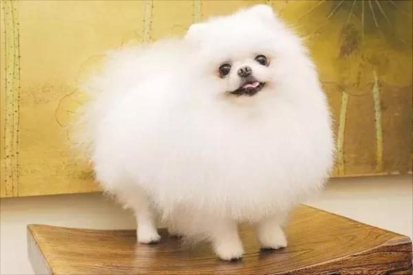 防滑袜子博美,博美专用袜子怎么样的好用