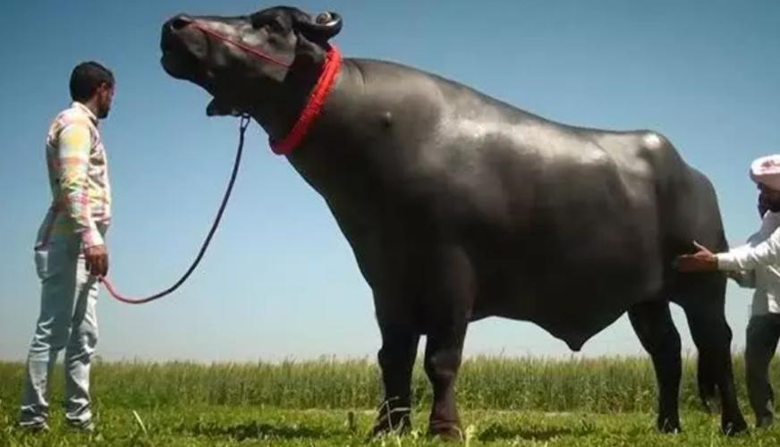 全球十大罕见黑色神兽,最昂贵的十大黑动物