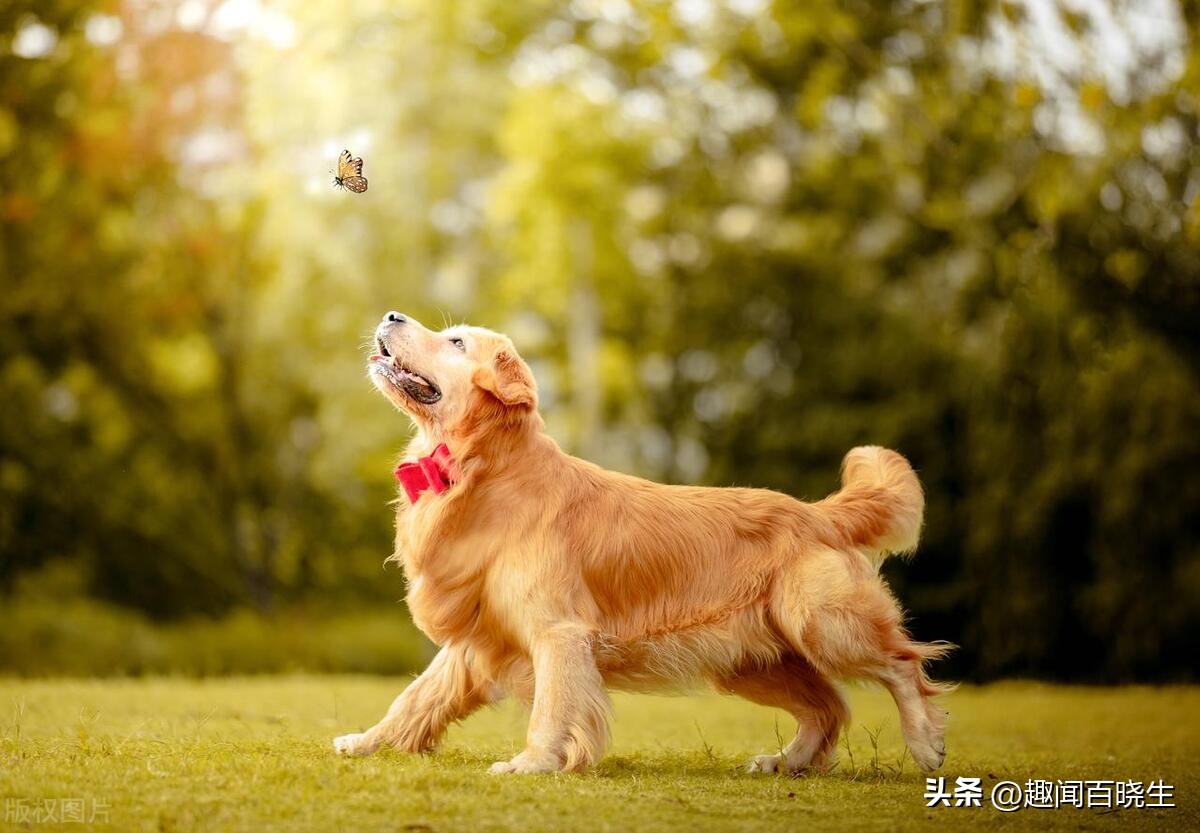 周公解梦大全：梦见十二生肖之狗，我们忠诚的伙伴