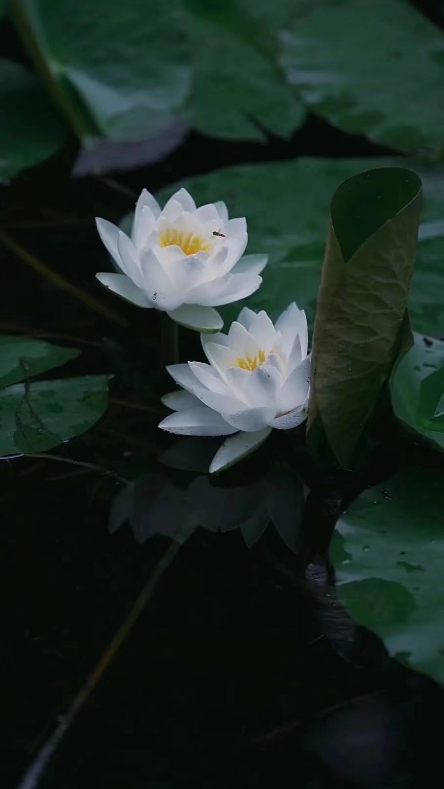 优美散文聆听岁月的心语,散文慢煮时光淡品人生滋味