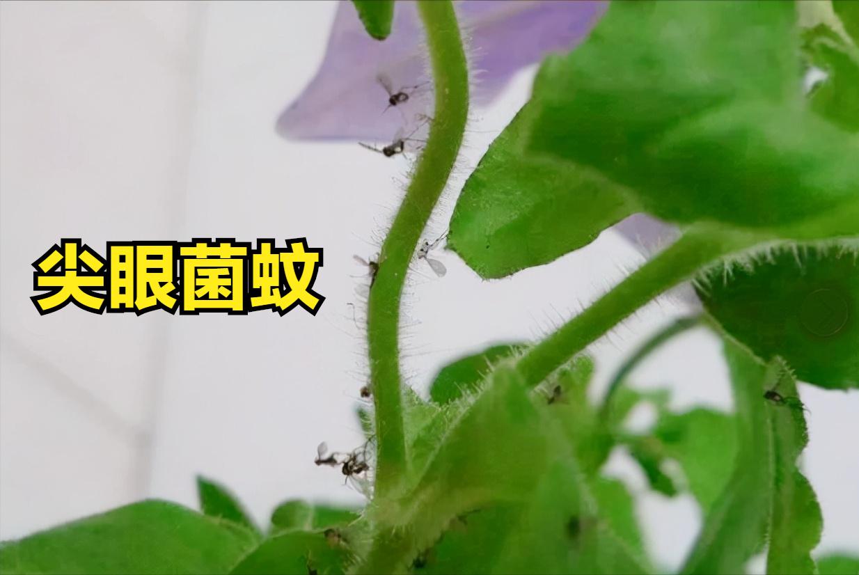 春天了家里好多虫子怎么办,春天来了家里有很多小虫怎么办