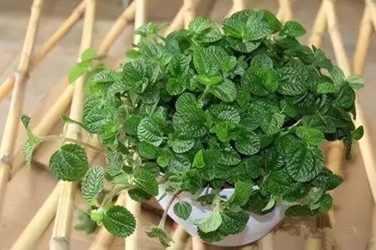 吸甲醛超强的十五种植物,新房如何种植去甲醛植物