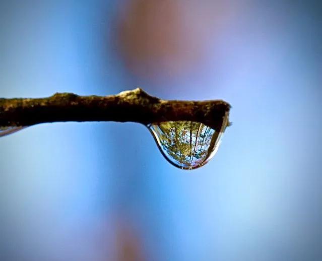 显微镜图像与真实图像,22张罕见的显微镜照片
