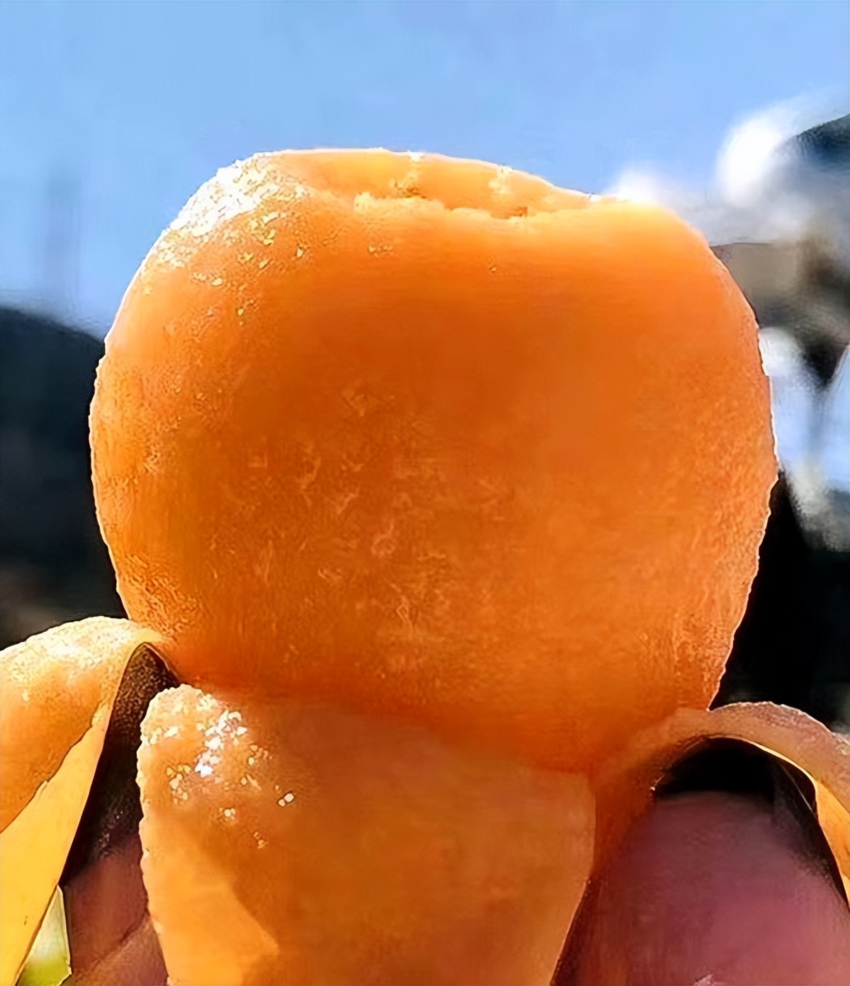 四川的高山枇杷是几月份采摘,屏山枇杷采摘园在哪里