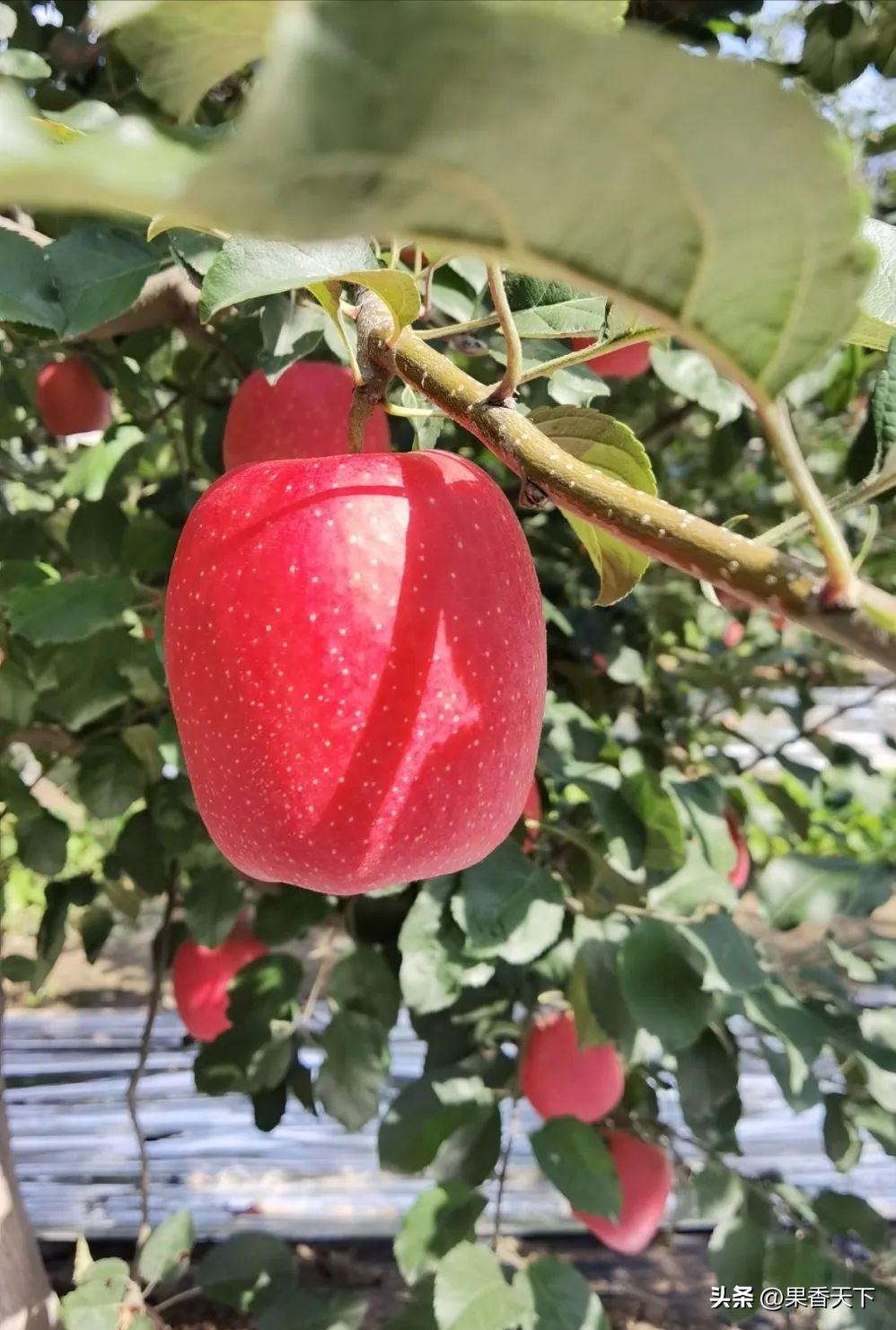 众成三号苹果新品种,最新最全苹果新品种