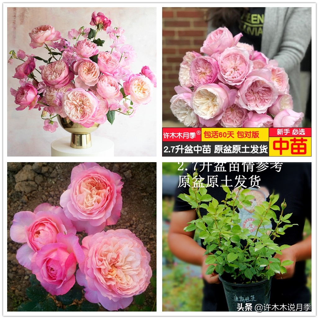 藤本月季嫁接苗和扦插苗哪种好,红龙月季扦插苗好还是嫁接苗好