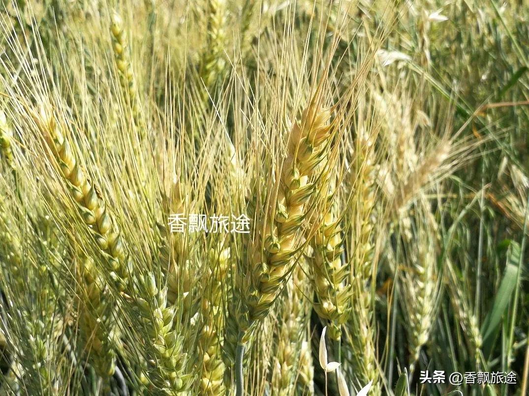 新疆伊犁州江布拉克,新疆奇台江布拉克