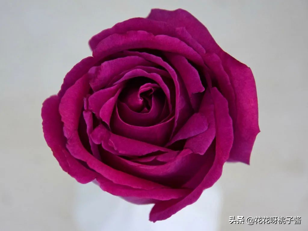 黄色月季哪个品种耐热耐晒抗病强,最耐热耐晒的切花藤本月季品种