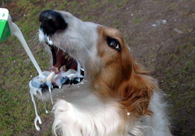 狗狗手术后三种食物不能吃,狗狗绝对不能吃的禁忌水果