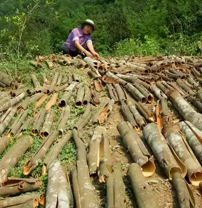 桂皮是什么树剥皮后还能活吗,桂皮树剥皮树皮还会长出来吗