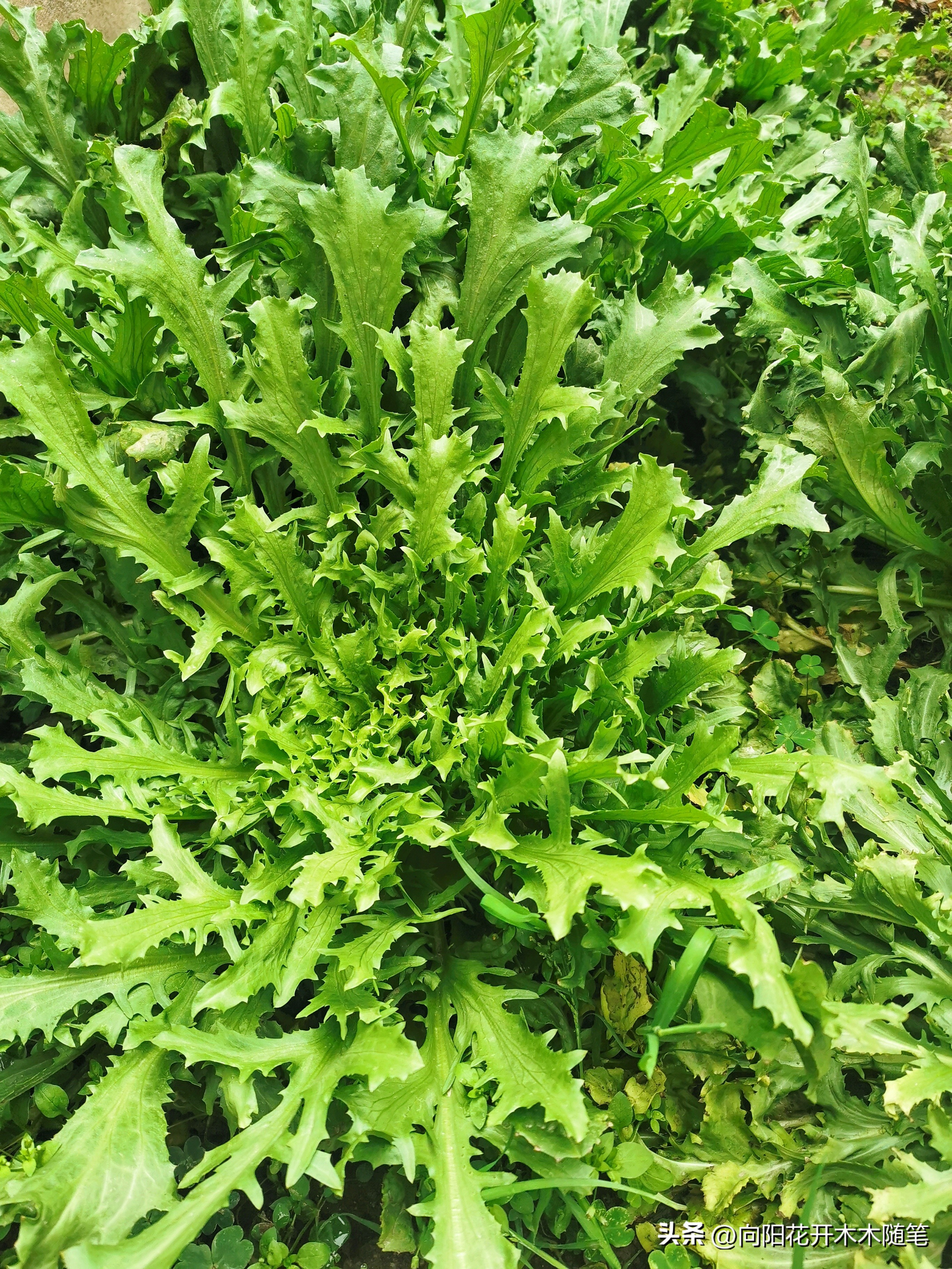 浦东美食排行榜茶餐厅,浦东高级美食排行榜