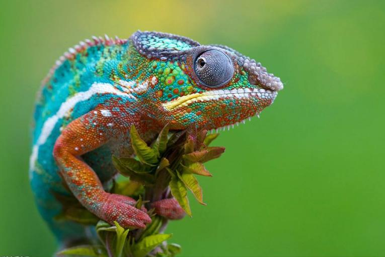 世界上活的寿命最长的动物是什么,动物兄弟之寿命超过100年的动物