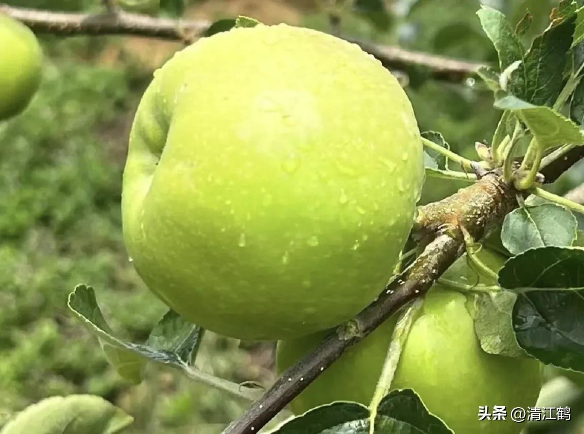 各种保鲜剂防腐剂的用法,赤霉素保鲜