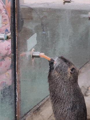 红山动物园亏损3千万网友很着急,近两年疫情原因导致亏损如何翻身