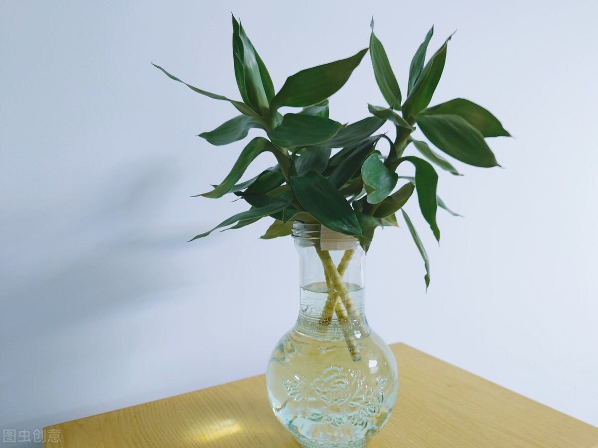 发财树富贵竹好运连连,发财树和富贵竹位置有什么讲究