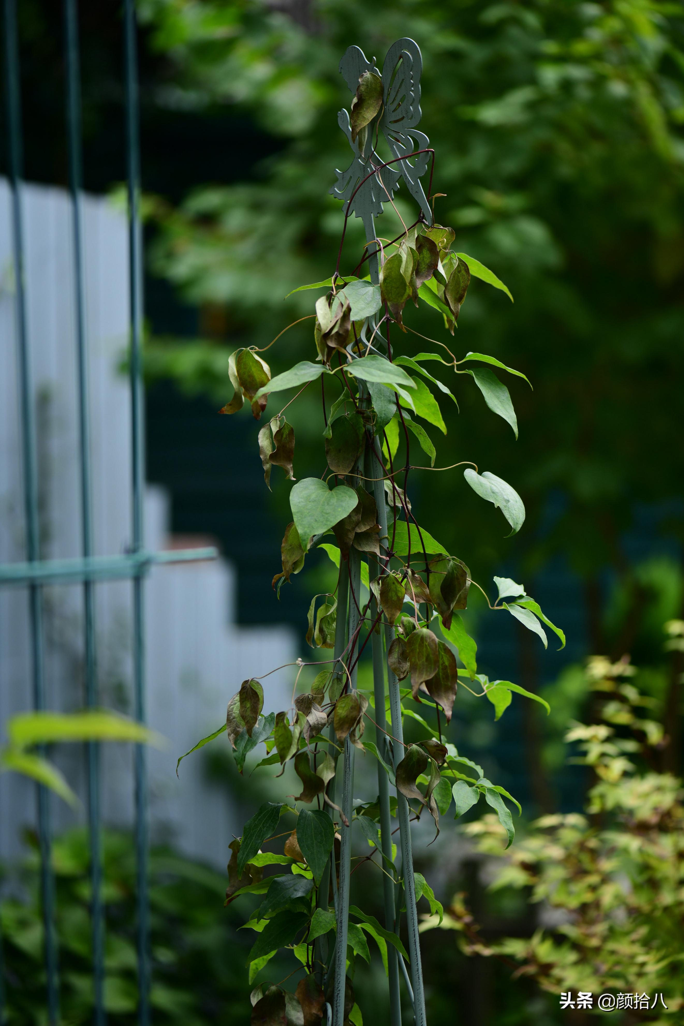 看到你的花园那么惨，我就安心了|园丁