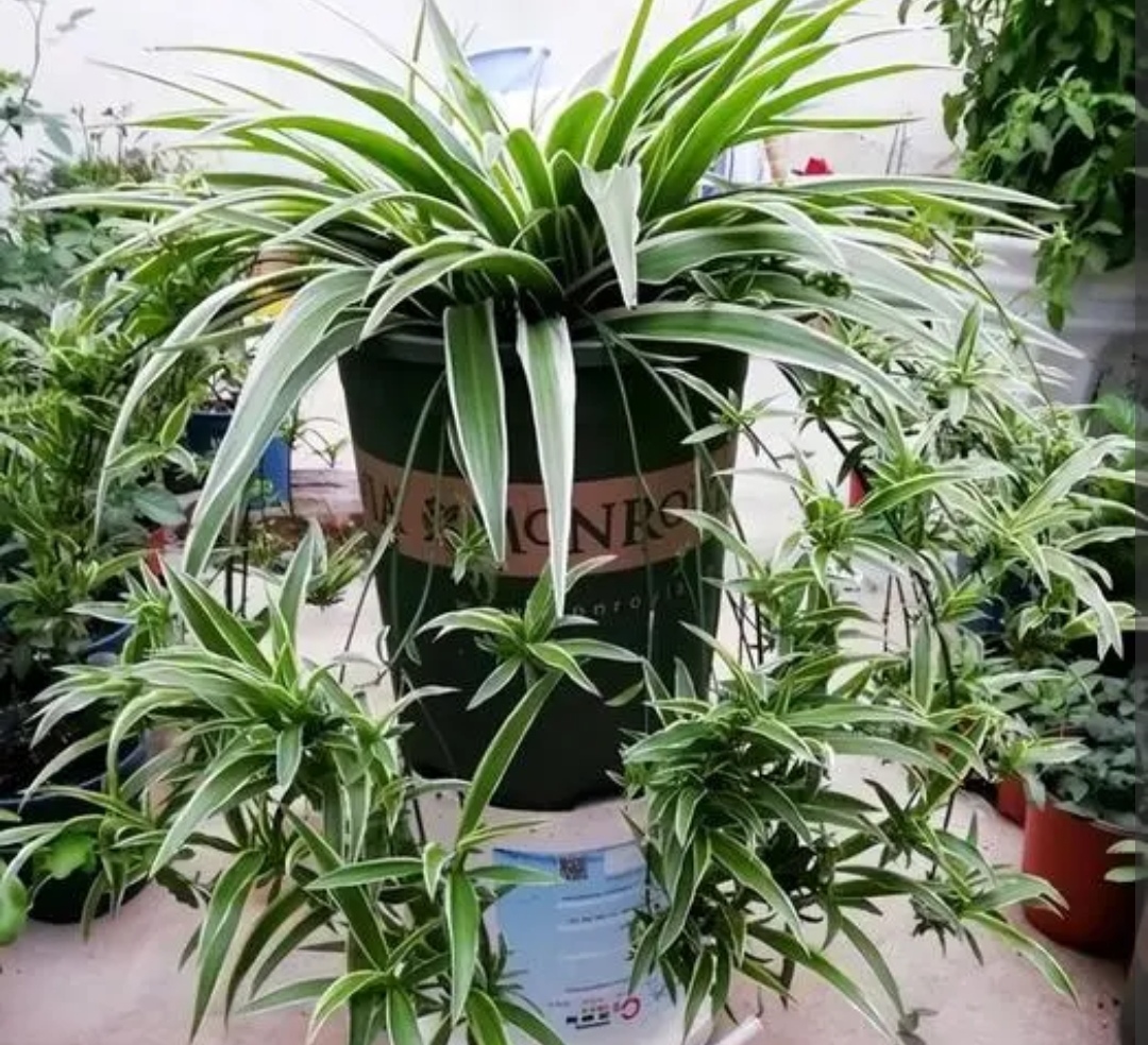 养吊兰注意事项,养吊兰禁忌