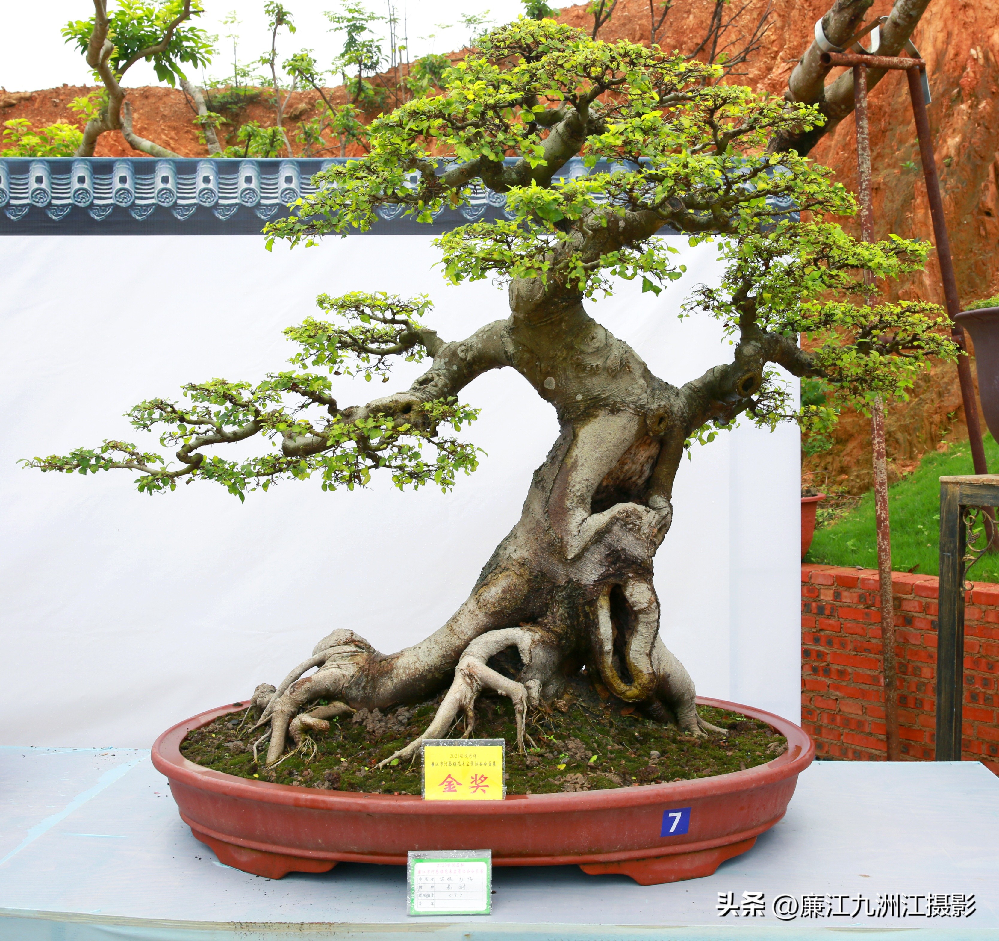 最高端的盆景展,一场惊艳的盆景展