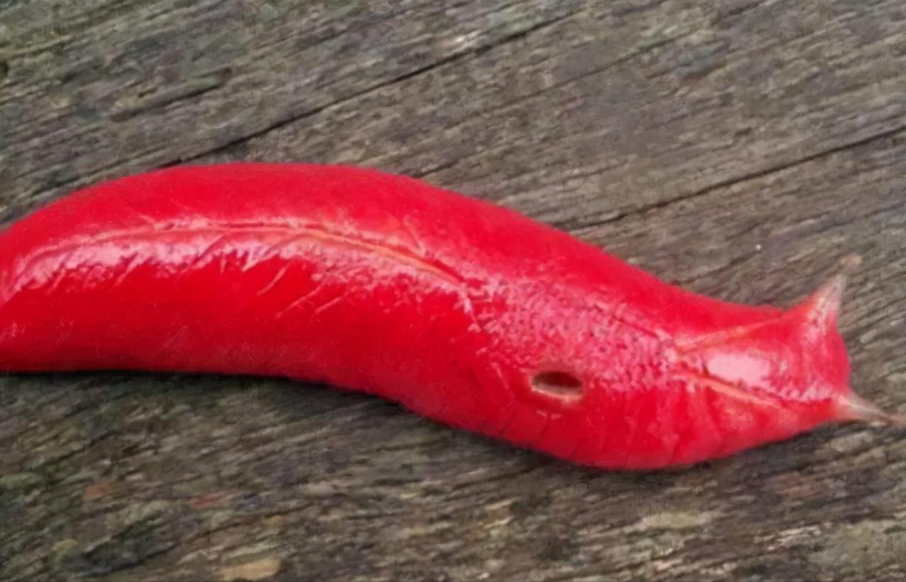 世界上最可怕的10种变异蜗牛,世界上最稀有的蜗牛品种