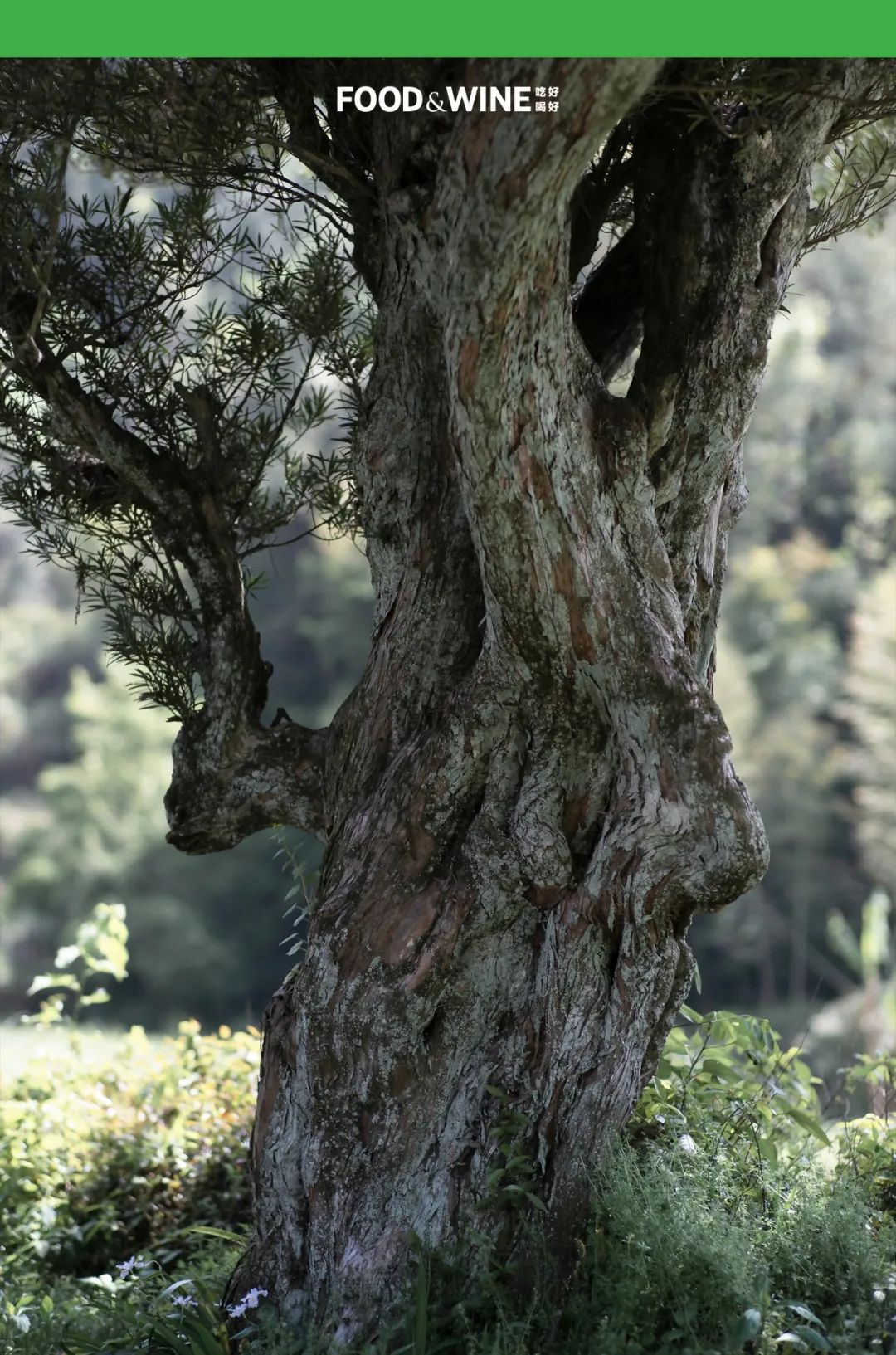 鏅痉闀囧搴欏悆鏂嬮キ,涓囧绂呭鏂嬮キ