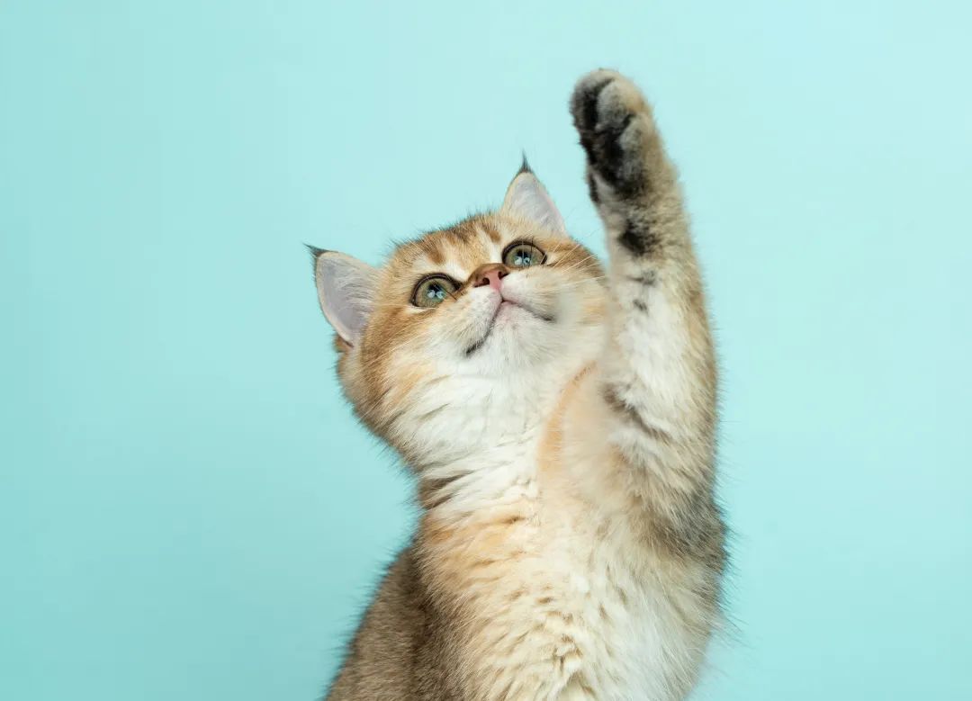 留学养宠物注意事项,留学生想养宠物合适吗